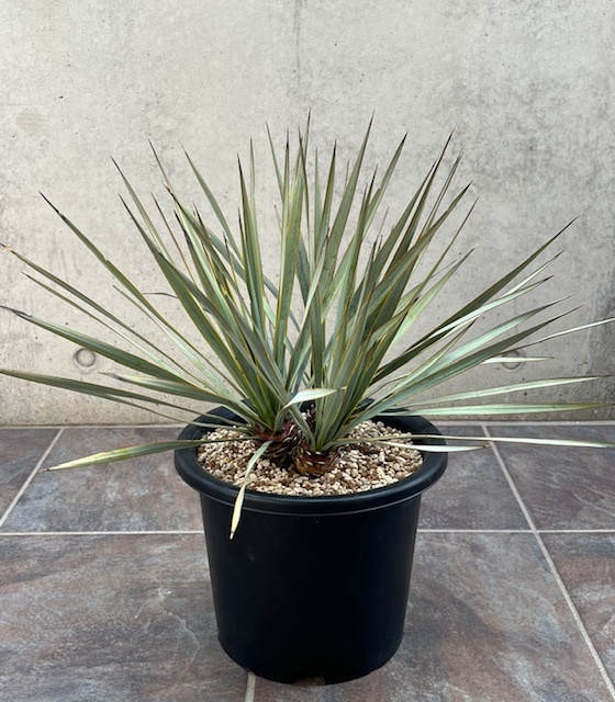 Yahoo!オークション - ユッカ リギダ Yucca Rigida YRI-K (3 Yahoo!オークション - ユッカ リギダ Yucca Rigida YRI-K (3
