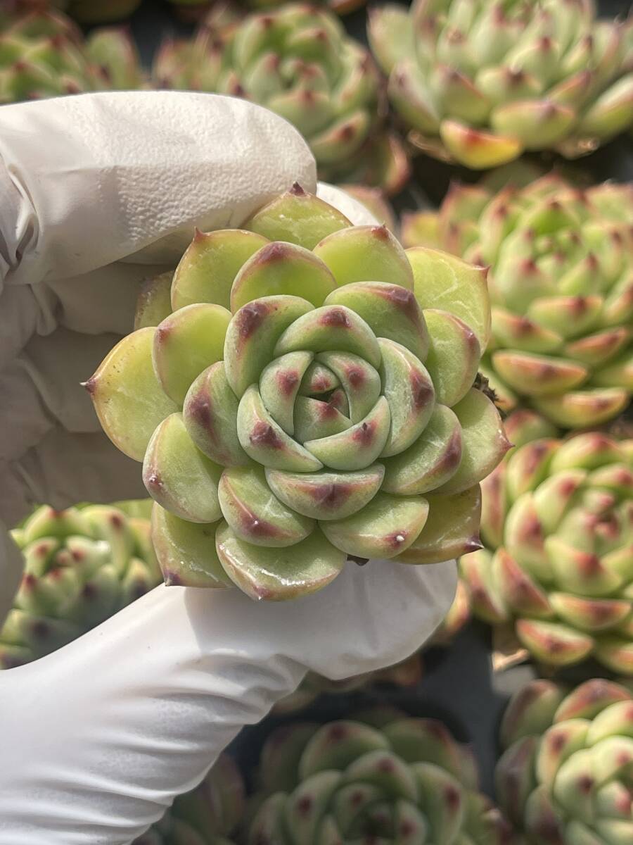 72株　S98-6　多肉植物 エケベリア　　 ムーンストーン　　　超美苗 サボテン 観葉植物 花 園芸　レア種 土と根付きで_画像1