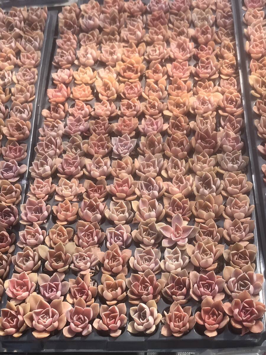 128株 V683-3多肉植物 エケベリア  ピンクの真珠  超美苗 サボテン 観葉植物 花 園芸 レア種  土と根付きでの画像4