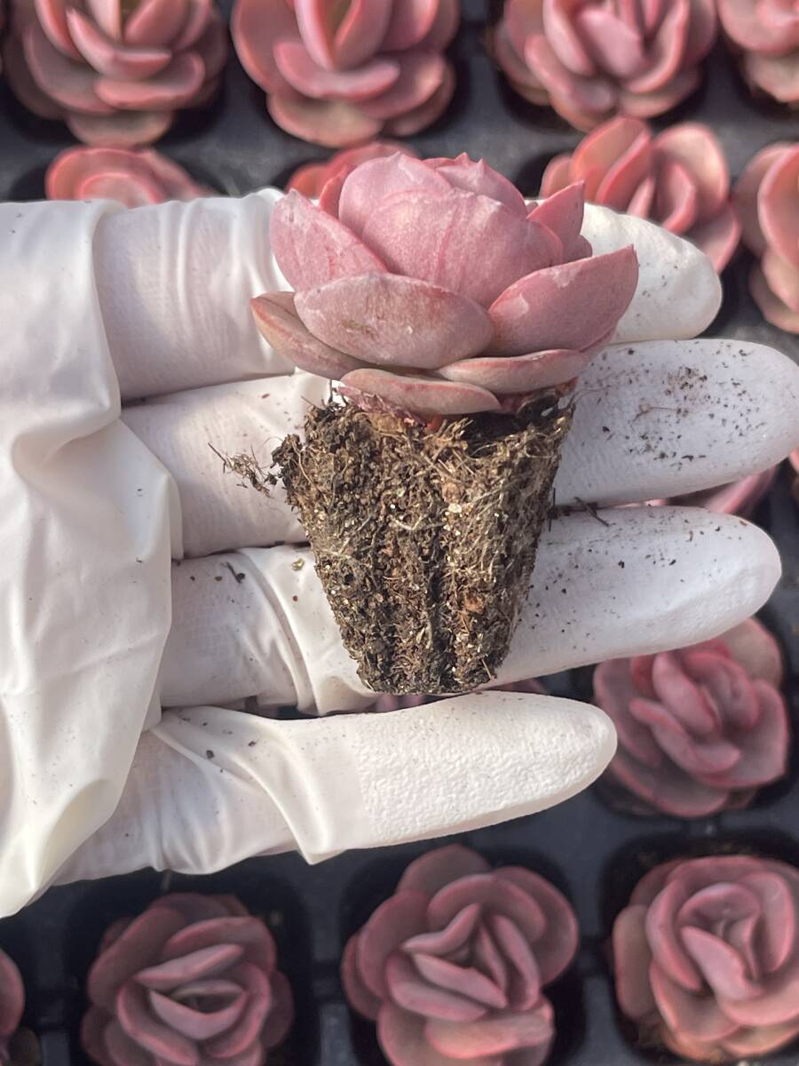 5株　S35-7　多肉植物 エケベリア　　スヨン　　　超美苗 サボテン 観葉植物 花 園芸　レア種 土と根付きで_画像2