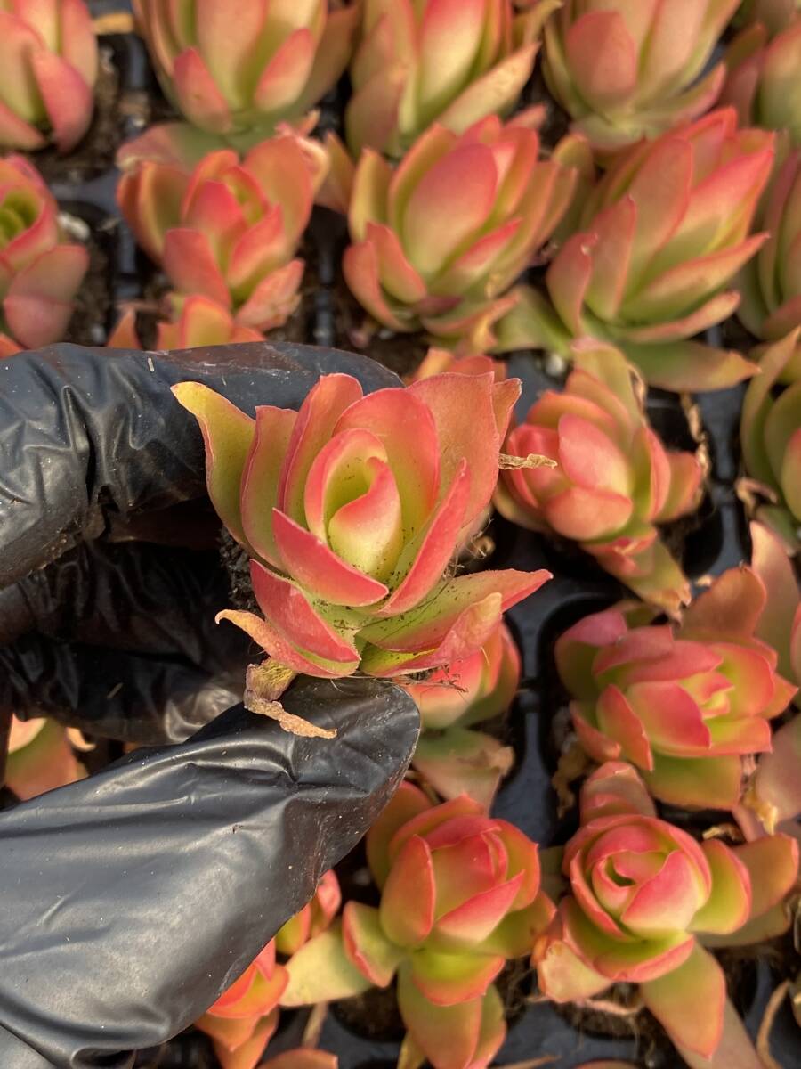 105株 X41-3多肉植物 エケベリア "火祭り 超美苗 サボテン 観葉植物 花 園芸　レア種 土と根付きで_画像1