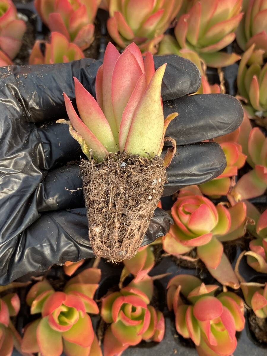 105株 X41-3多肉植物 エケベリア "火祭り 超美苗 サボテン 観葉植物 花 園芸　レア種 土と根付きで_画像2