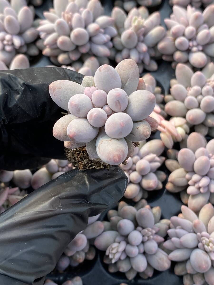 105株 X64-3多肉植物 エケベリア 指超美苗 サボテン 観葉植物 花 園芸　レア種 土と根付きで_画像1