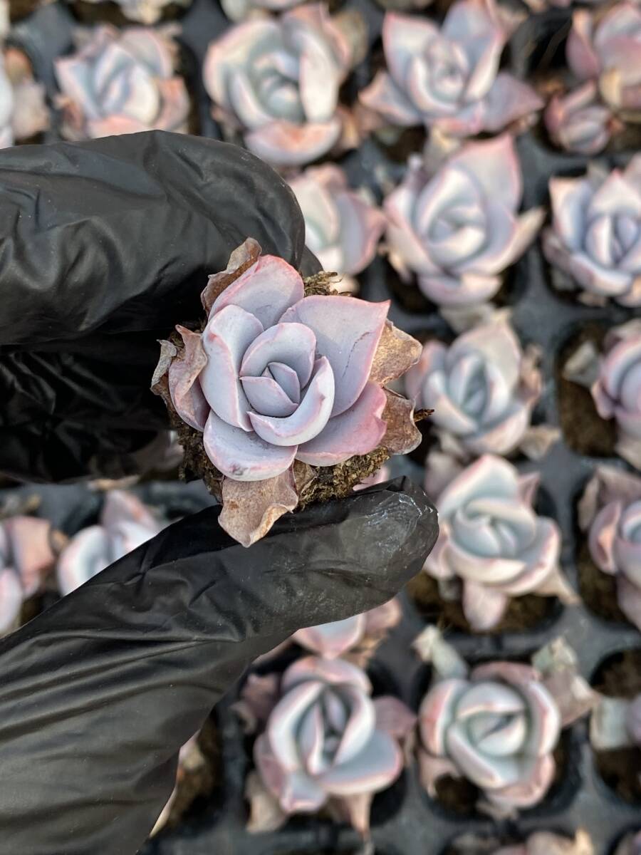 128株 X70-3多肉植物 エケベリア 　カテン　超美苗 サボテン 観葉植物 花 園芸　レア種 土と根付きで_画像1