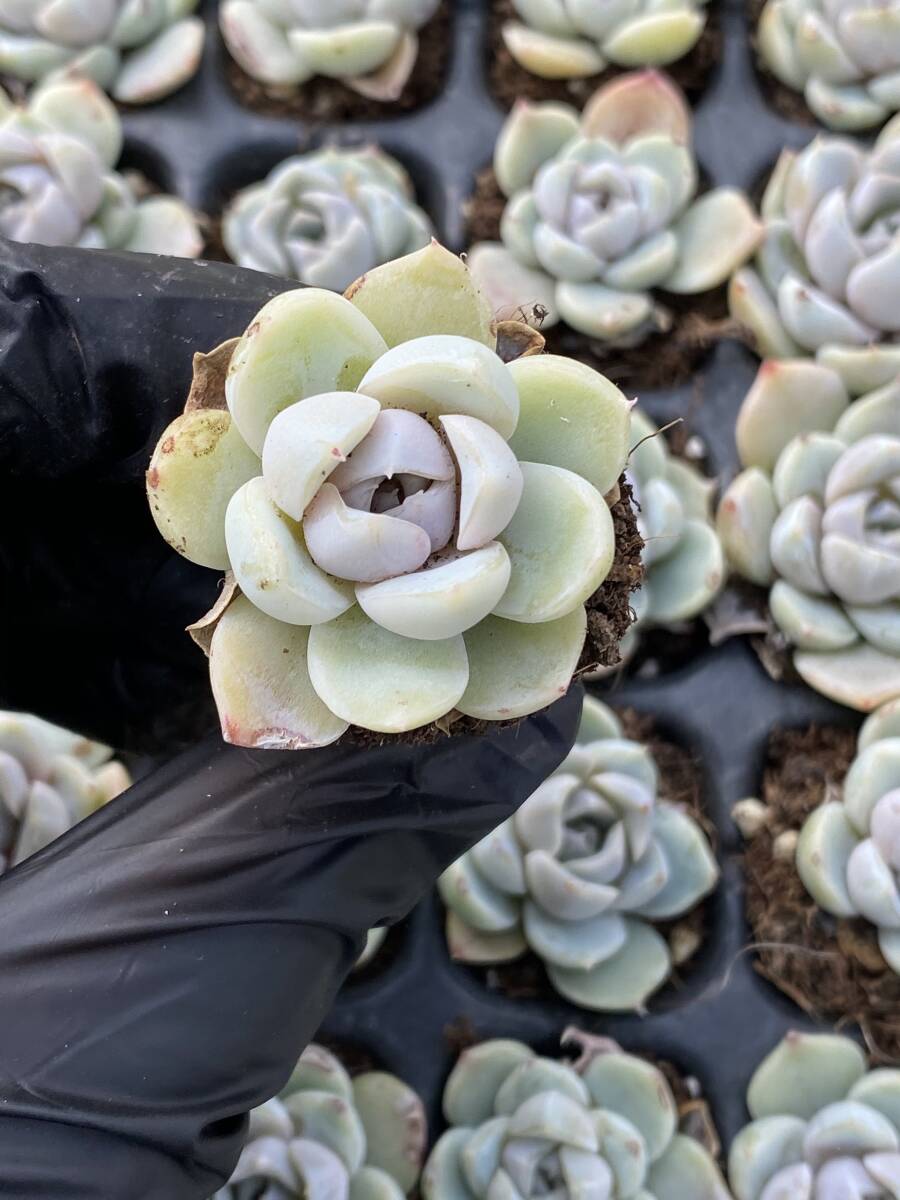 105株 X33-5多肉植物 エケベリア 雪うさぎ超美苗 サボテン 観葉植物 花 園芸 レア種 土と根付きでの画像1