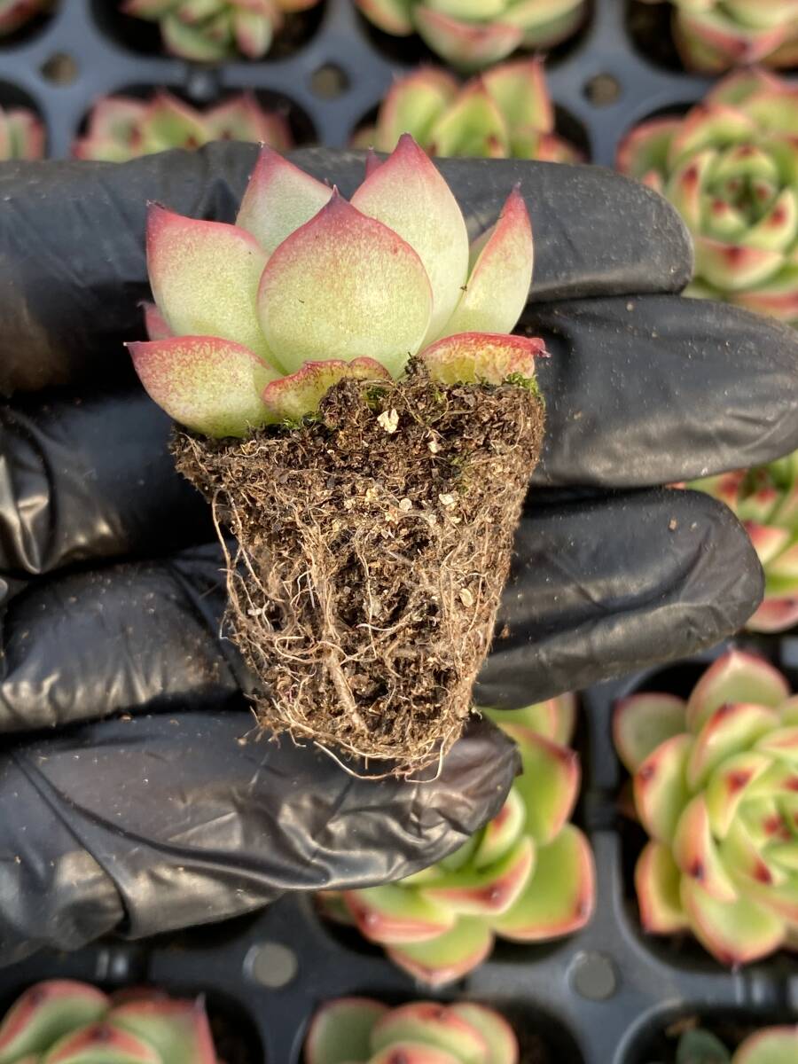 105株 X56-5多肉植物 エケベリア 　ムーンストーン超美苗 サボテン 観葉植物 花 園芸　レア種 土根付きで_画像2