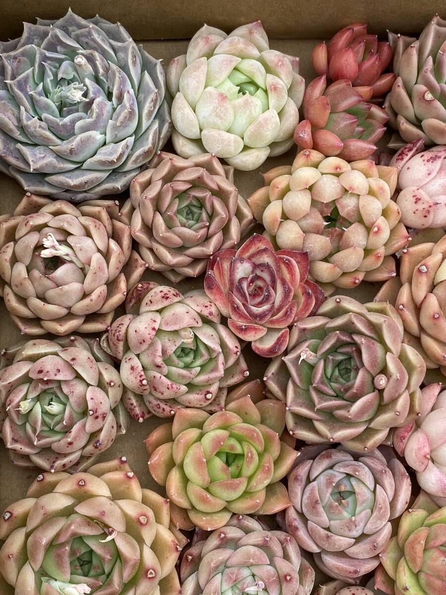 43株 X257 多肉植物 エケベリア属 Echeveria DC  ベンケイソウ科 交雑種類 超美苗 サボテン 観葉植物 花 レア種 の画像1