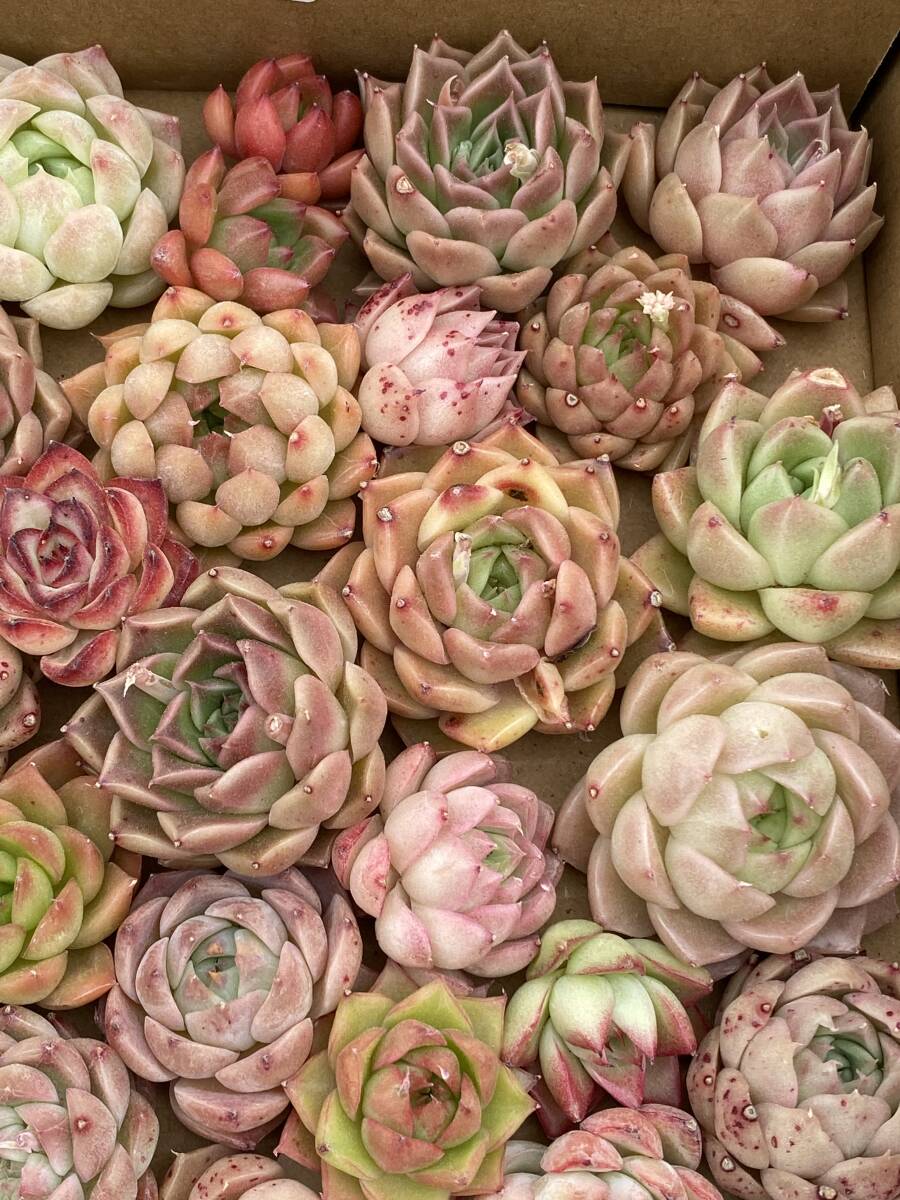 43株 X257 多肉植物 エケベリア属 Echeveria DC  ベンケイソウ科 交雑種類 超美苗 サボテン 観葉植物 花 レア種 の画像4