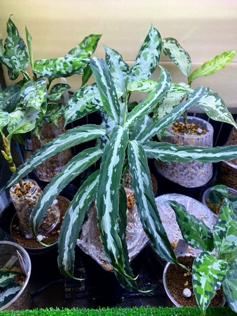 Aglaonema pictum A 雷切 【La0914-3ss】アグラオネマピクタム 雷切 大きめ株 11枚目の画像4