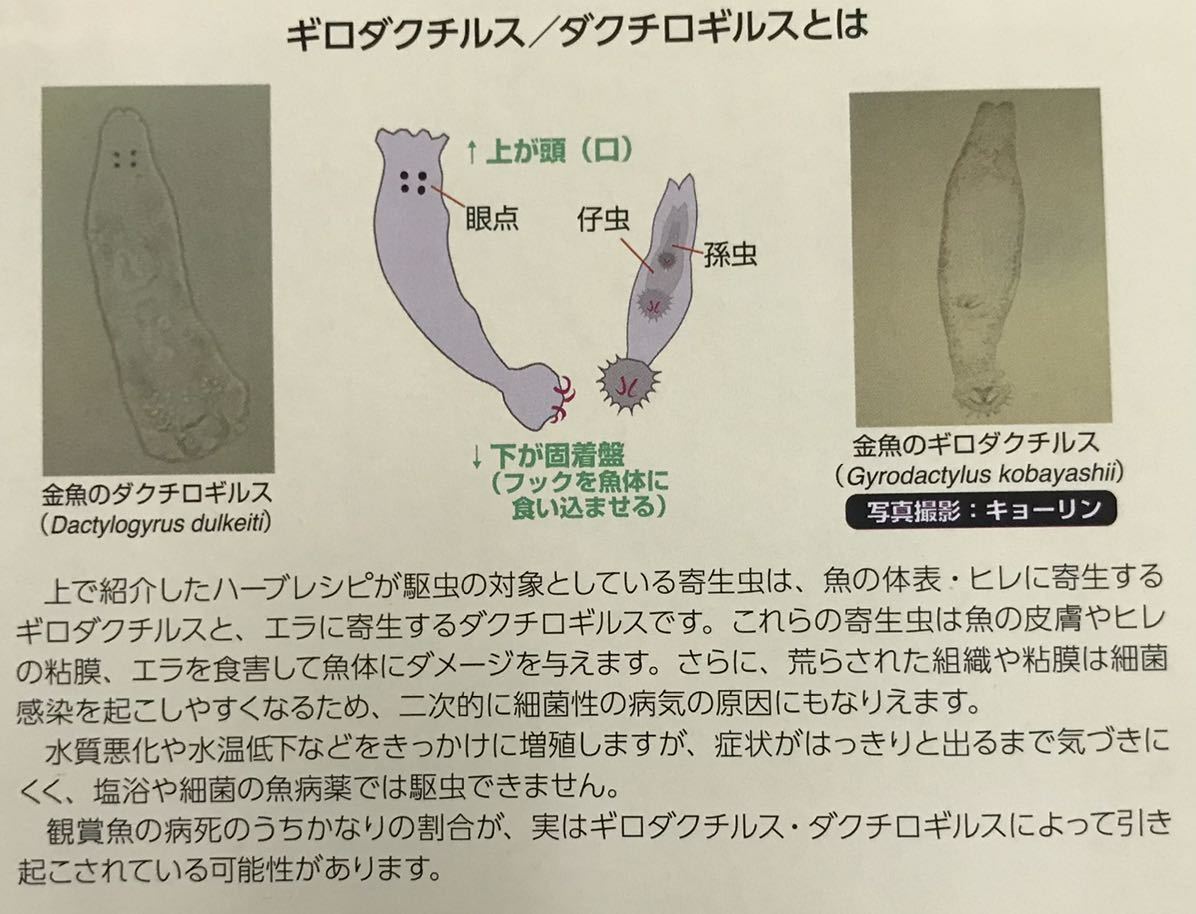 パラクリアSS浮上300グラム＊7種のハーブの力＊(金魚 らんちゅう 熱帯魚 メダカ)健康維持 寄生虫駆除 免疫力アップ(キョーリン 餌 エサ)の画像6