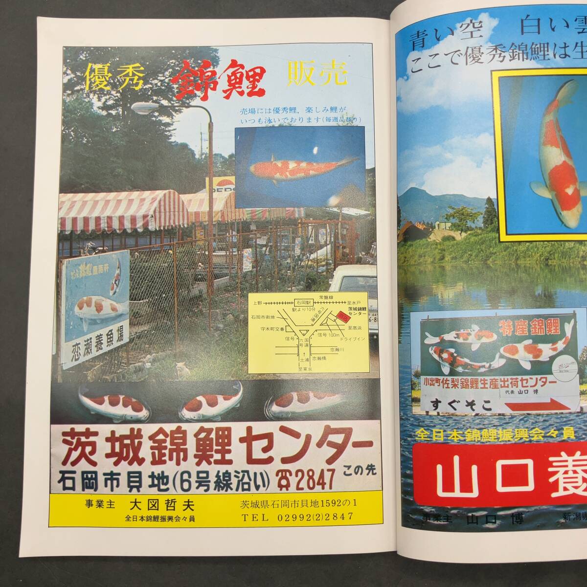 k-74282 恋鯉 1975年 昭和50年8月発行 創刊号 錦鯉専門雑誌 根岸明美 古本 古書 昭和レトロ_画像7