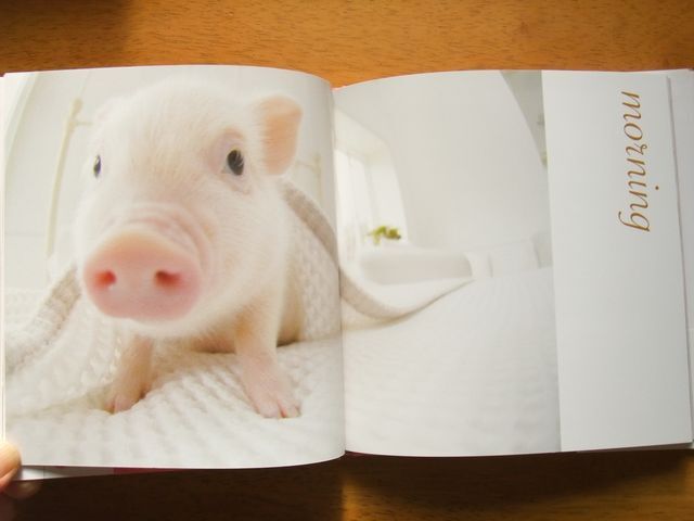 THE PIG 写真集　フォトブック＋Life　2冊　子豚_画像7