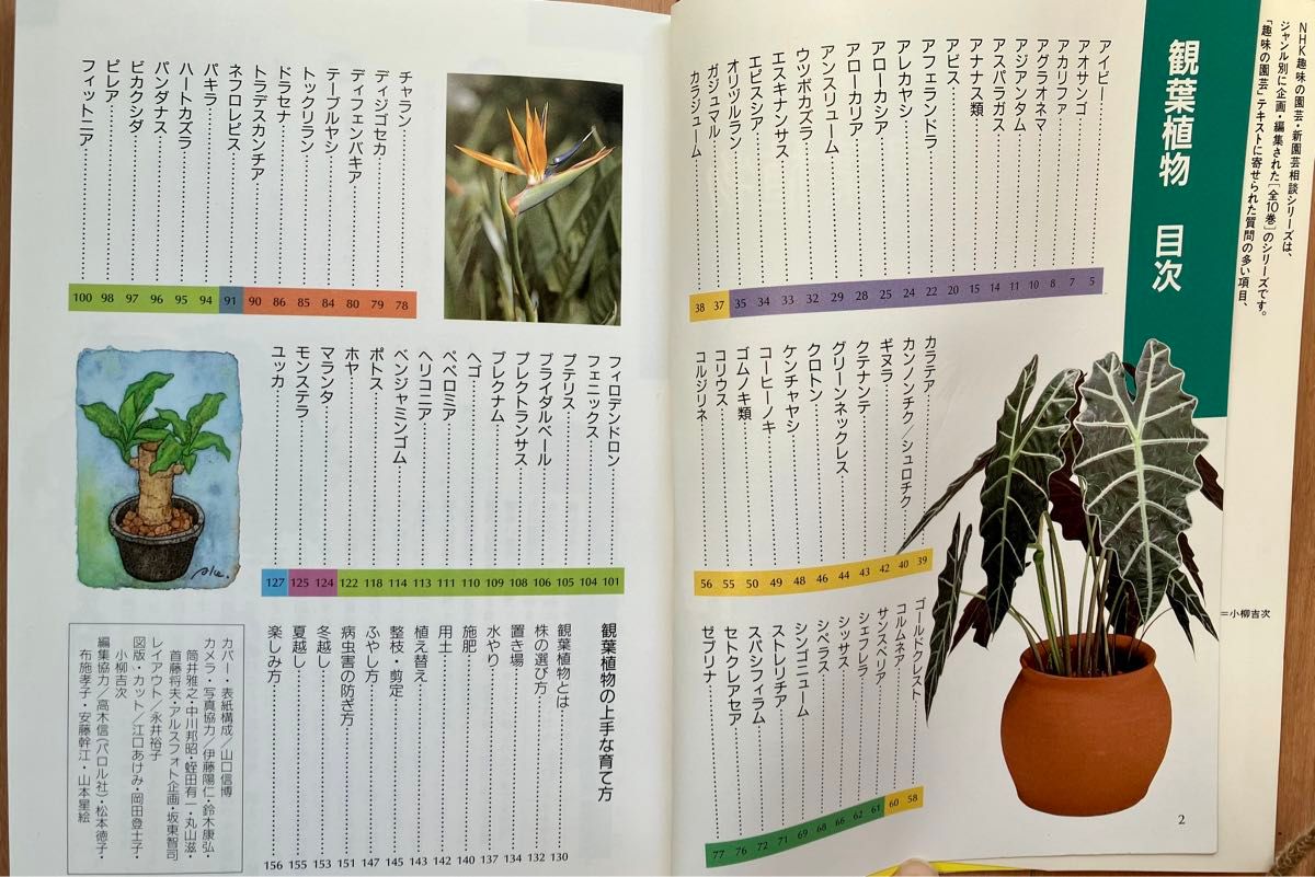 NHK 趣味の園芸 新園芸相談9 観葉植物