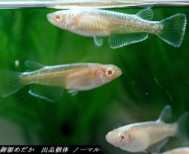 ◆御領めだか◆出品個体 　アルビノゴールデン雲母（きらら)若魚リアルロングフィン１Pノーマル２P計６匹_画像3