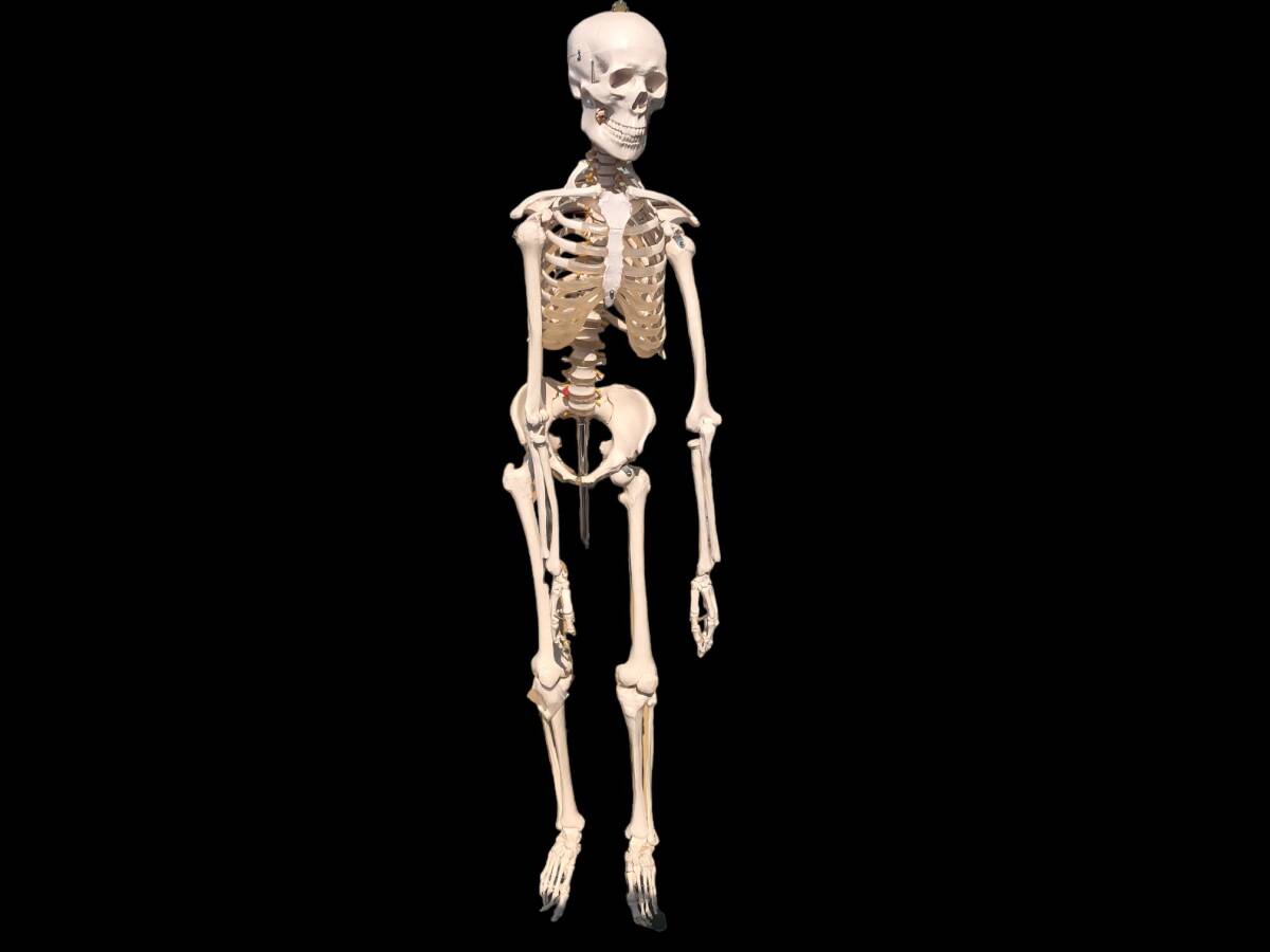 人体模型 等身大 ガイコツ 骨格 180cm 組み立て式 歯の付属品 病院 学校 研究所 アートアンドビーツ
