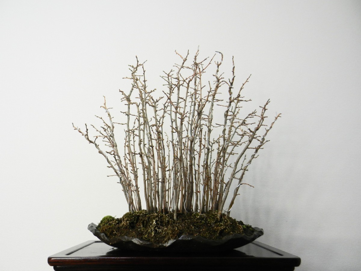  chinese quince ( chinese quince ) Karin bonsai .. height of tree 52cm