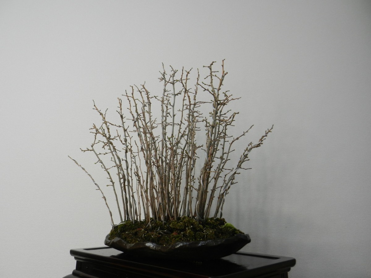  chinese quince ( chinese quince ) Karin bonsai .. height of tree 52cm