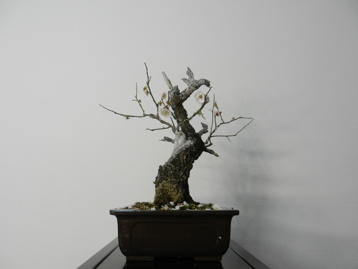 梅 （思いのまま） うめ 盆栽 シャリ幹 希少紅白咲き分け 樹高33cm_画像3