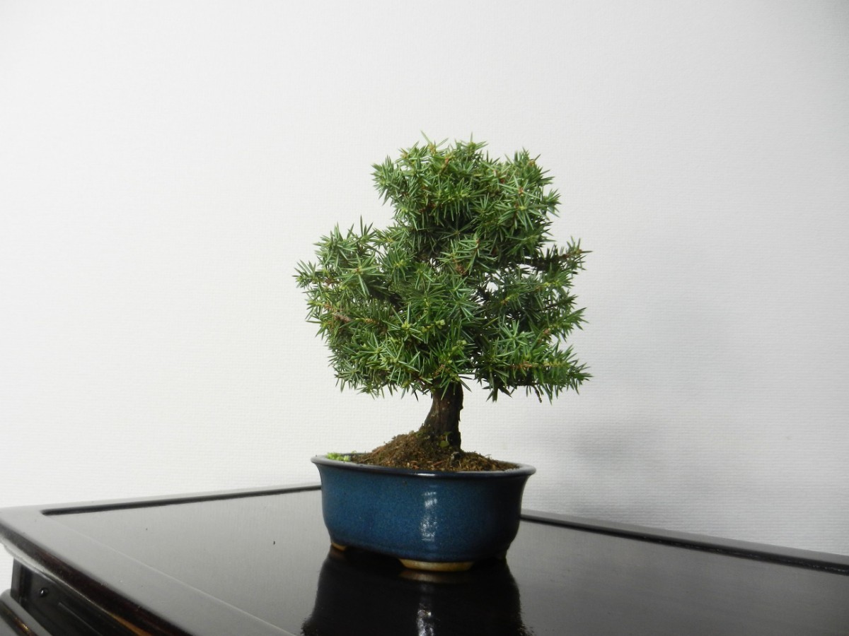 ... pine bonsai shohin bonsai pine Kashiwa old tree height of tree 20cm