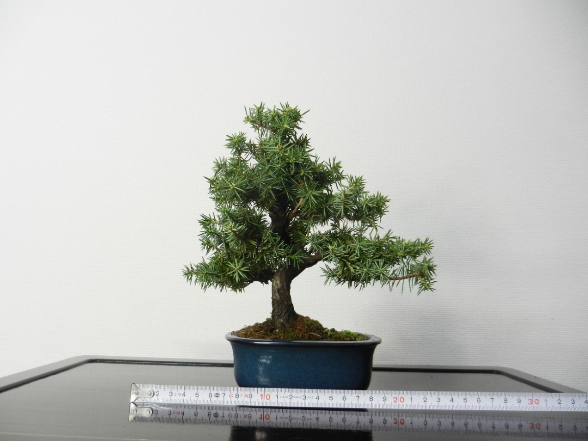 ... pine bonsai shohin bonsai pine Kashiwa old tree height of tree 20cm