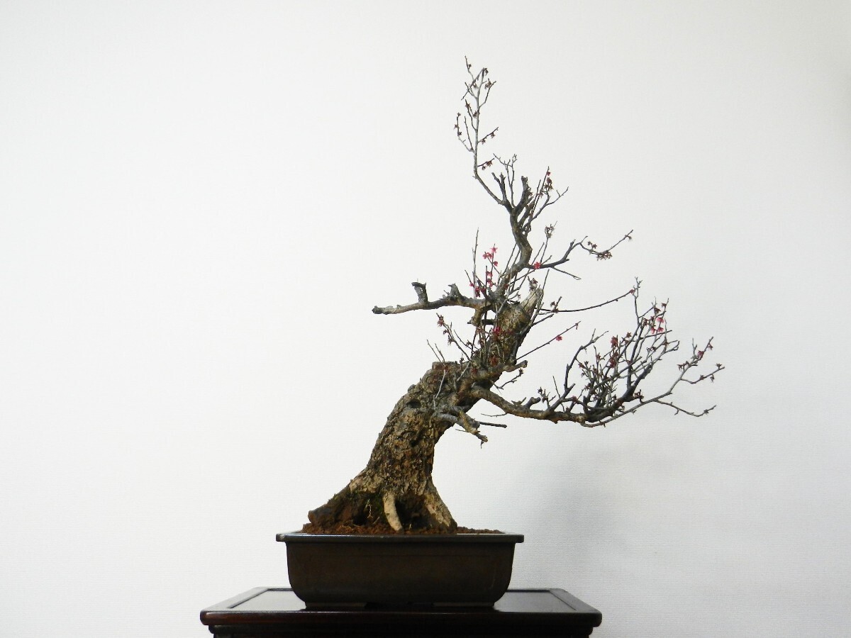 . plum (hibai)... bonsai height of tree 70cm