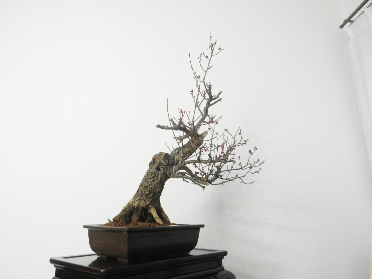. plum (hibai)... bonsai height of tree 70cm