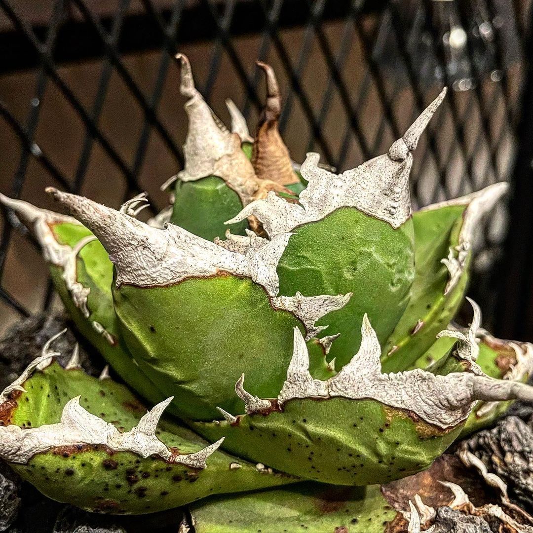 J24特選アガベ チタノタ 多肉植物 高級品種 鰐亀 極上美株_画像1