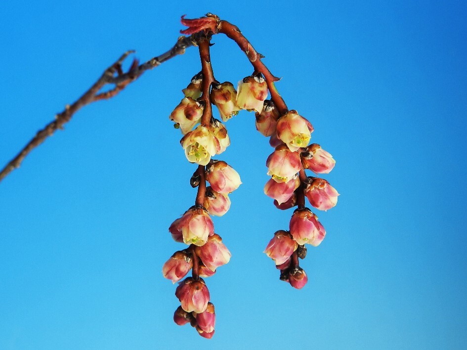 [赤花キブシ]　A　・珍品・花木・山野草_画像1