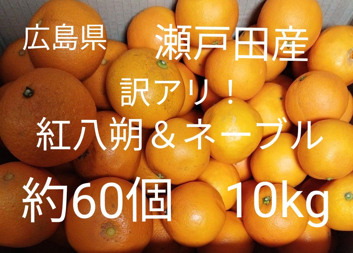 訳アリ！広島県産 瀬戸田 紅八朔＆ネーブル　約60個　10kg