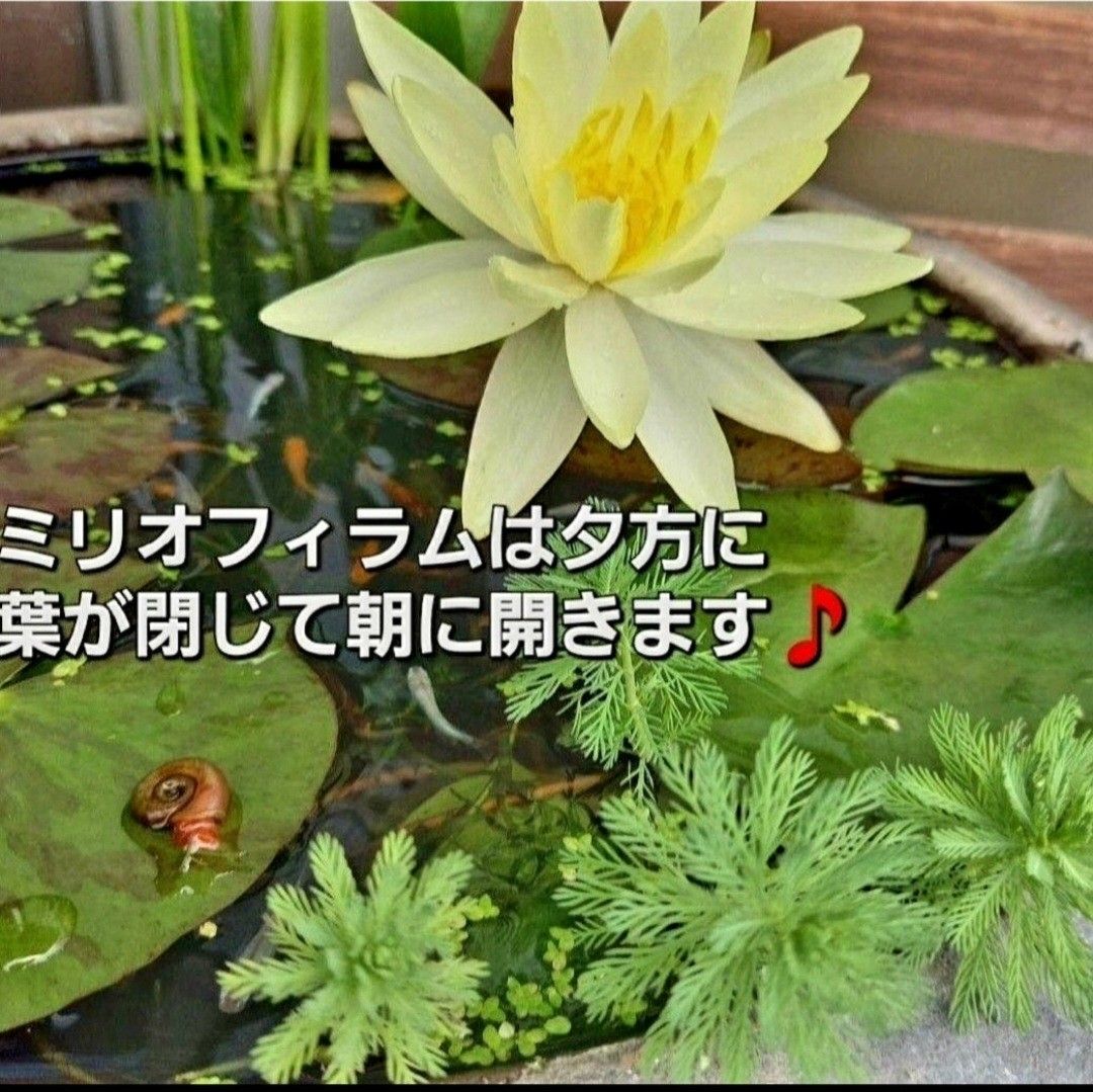 天然　水草セット　【5種類+おもり5個付】き　アナカリス　マツモ　ガボンバ　めだか　　産卵床　　アマゾンフロッグピット ろ材