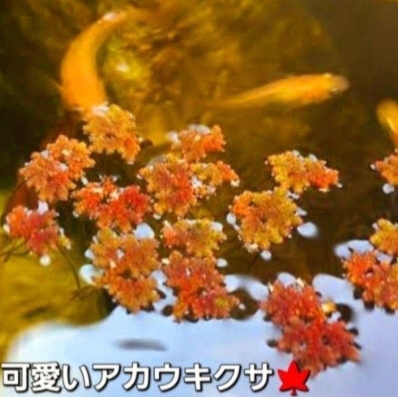 天然　水草セット　【5種類+おもり5個付】き　アナカリス　マツモ　ガボンバ　めだか　　産卵床　　アマゾンフロッグピット ろ材