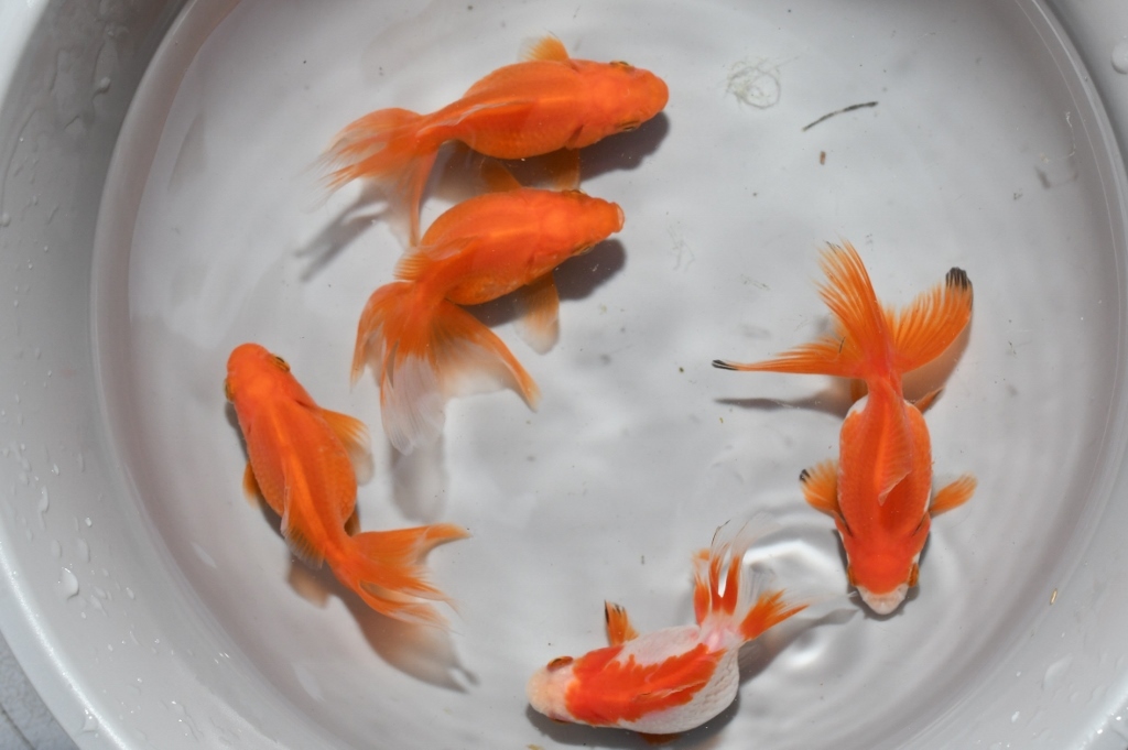 【猫飯】琉金・約６センチ５匹　　　３８　金魚_画像2