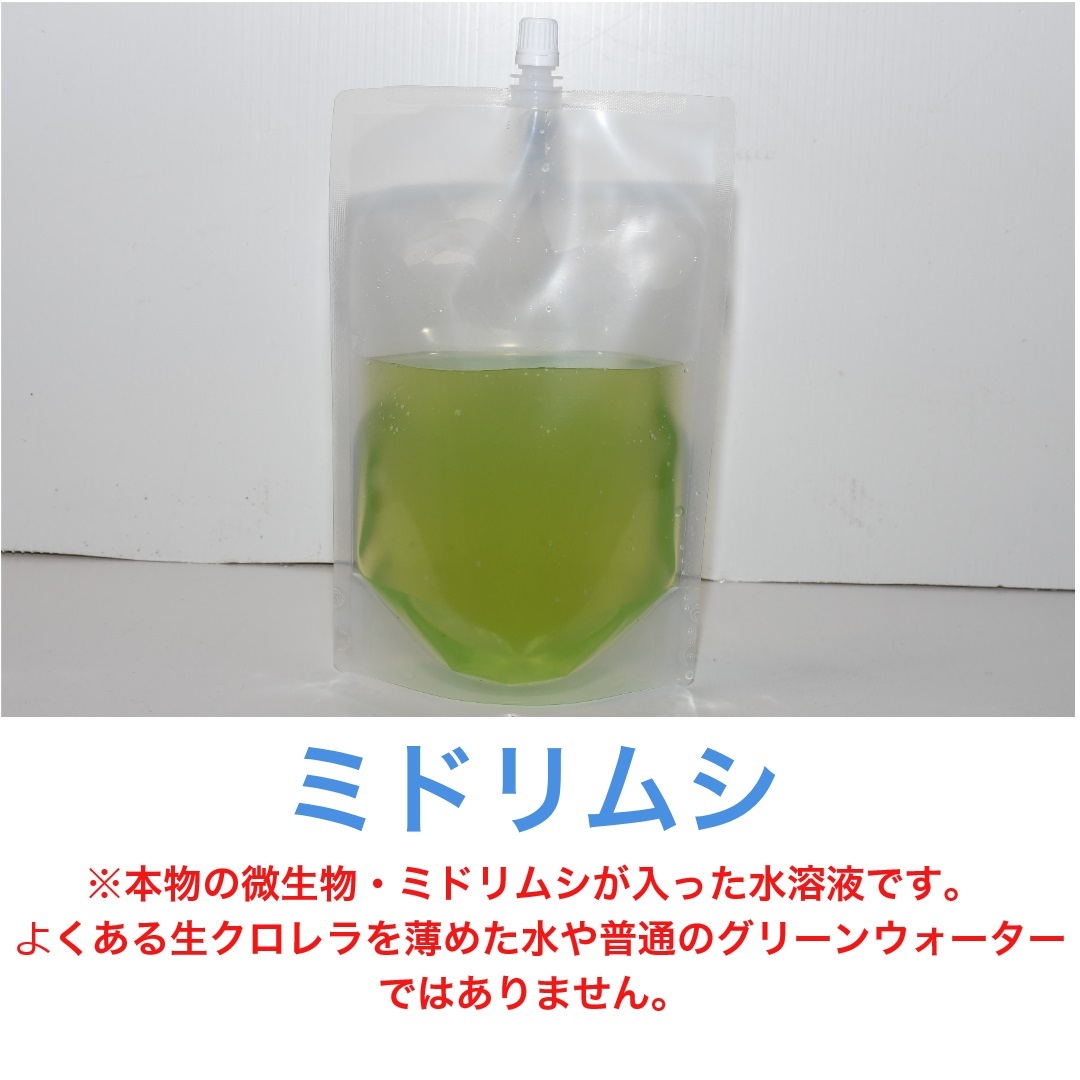 【ミドリムシ500ml 本物】 即日発送・送料無料・安心自家培養！熱帯魚 観賞魚 稚魚 針子 メダカ 川魚 金魚 ベタ 微生物 初期餌の画像2