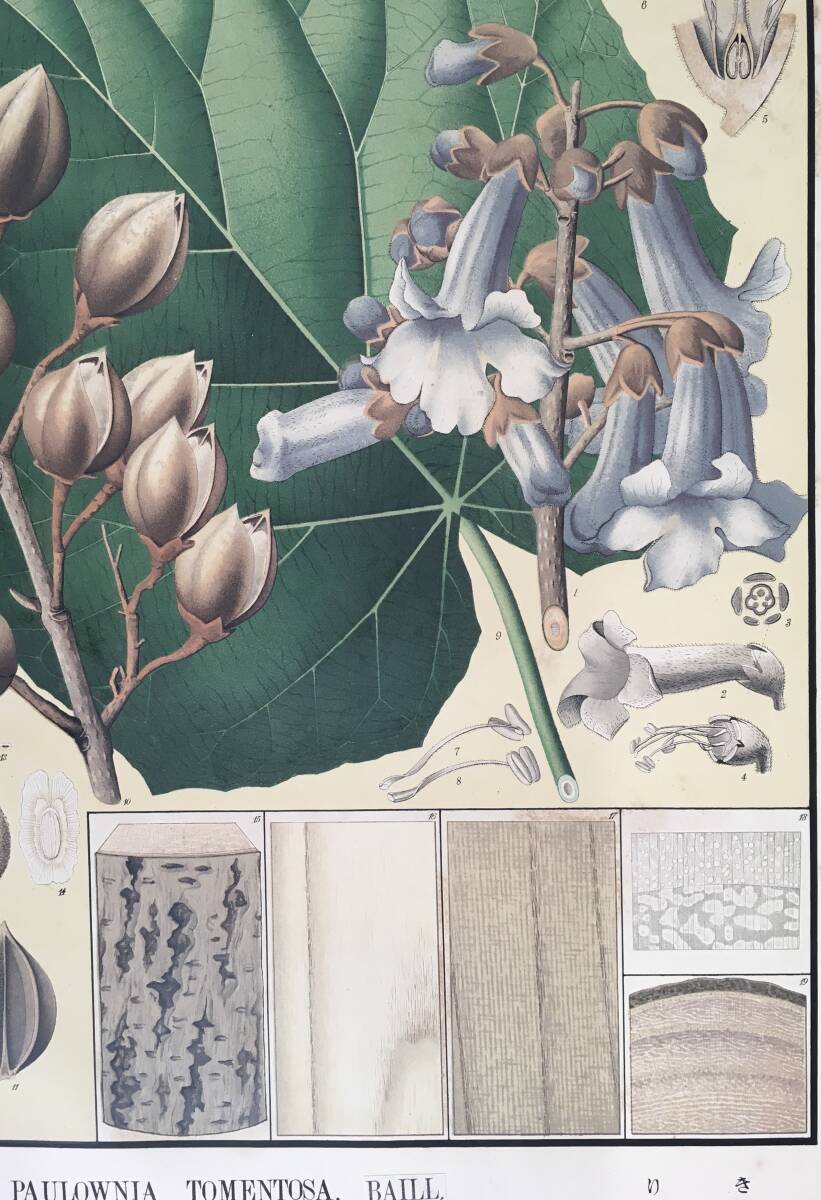 稀覯本!/[日本森林樹木図譜・第一秩・白澤保美編著/丸山宣光畫 稀覯本!/[日本森林樹木図譜・第一秩・白澤保美編著/丸山宣光畫