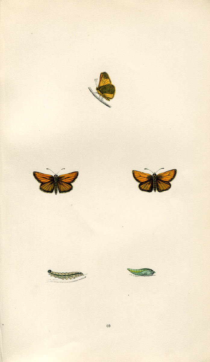 1868年 Morris 手彩色 木版画 英国の蝶 セセリチョウ科 スモールスキッパー SMALL SKIPPER_画像1