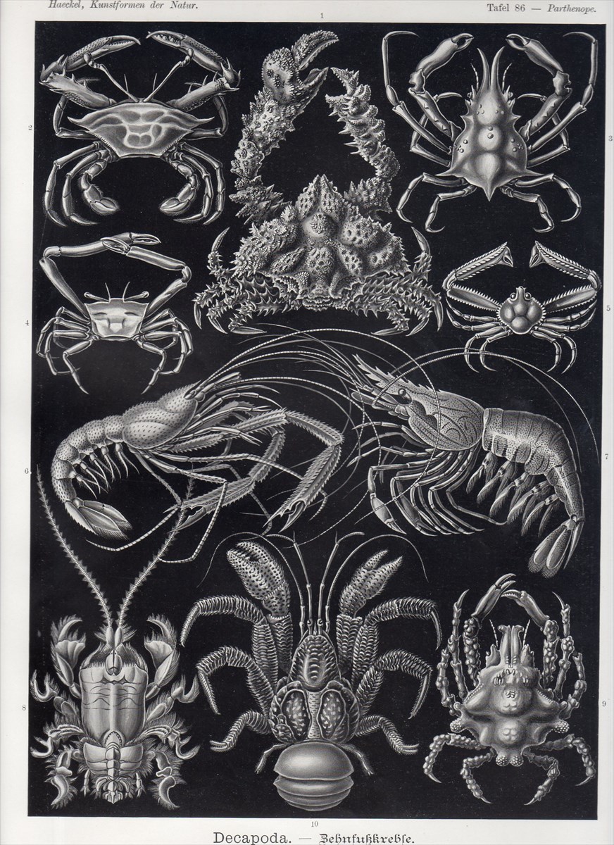 1900年 ヘッケル 生物の驚異的な形 大判 Pl.86 カルイシガニ メナガガザミ オトヒメエビ クダヒゲガニ ヤシガニ 博物画_画像1
