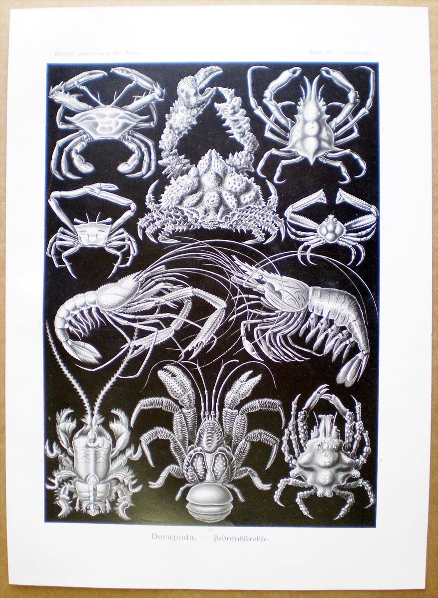 1900年 ヘッケル 生物の驚異的な形 大判 Pl.86 カルイシガニ メナガガザミ オトヒメエビ クダヒゲガニ ヤシガニ 博物画_画像4