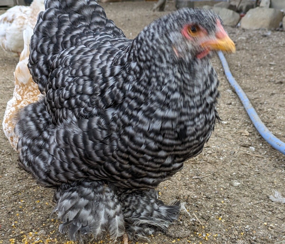 ブラマ　有精卵　10個　 平飼いたまご