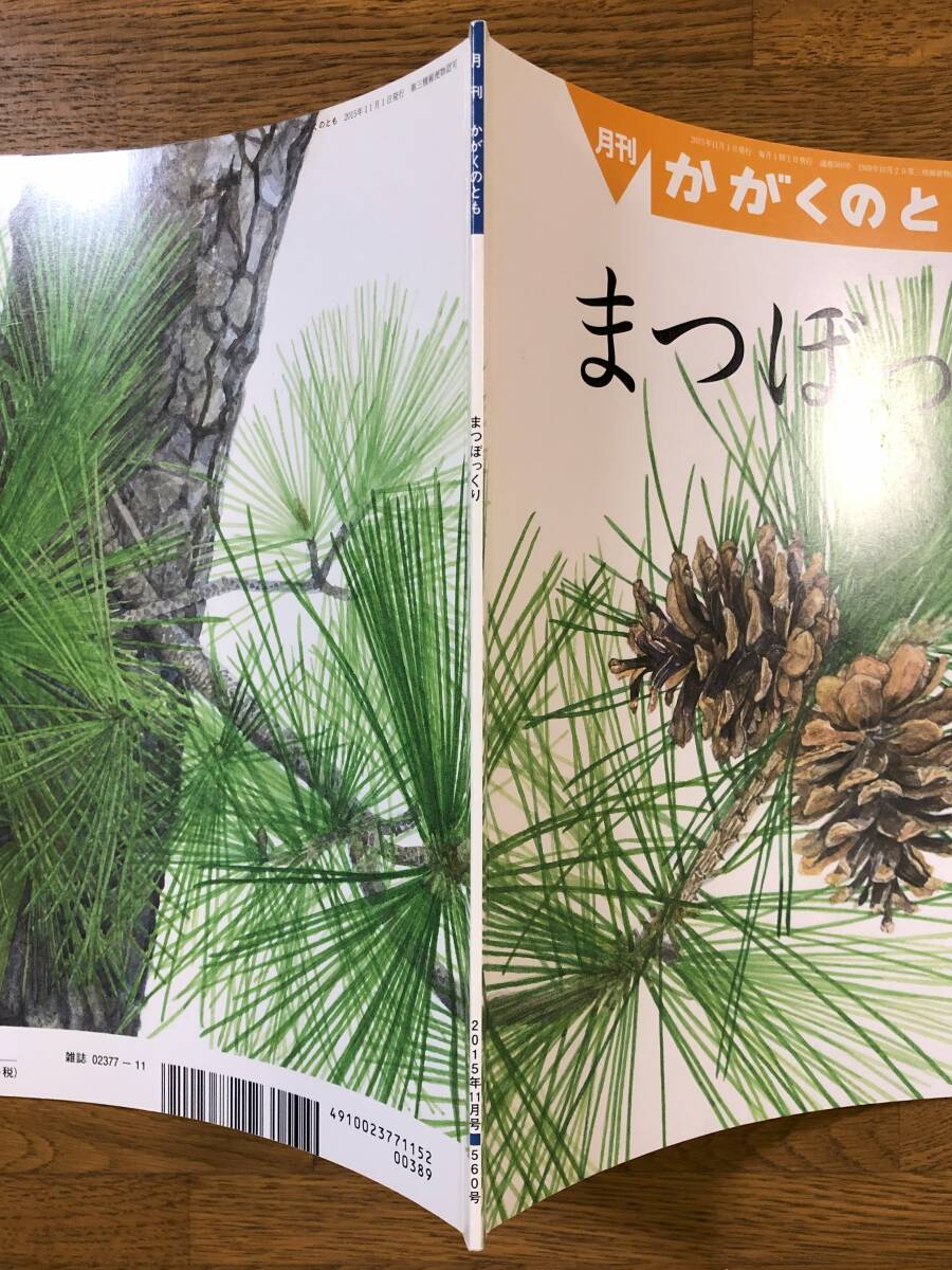 かがくのとも★560号　まつぼっくり★菅原久夫　ぶん / 大島加奈子　え★折り込みふろく_画像10