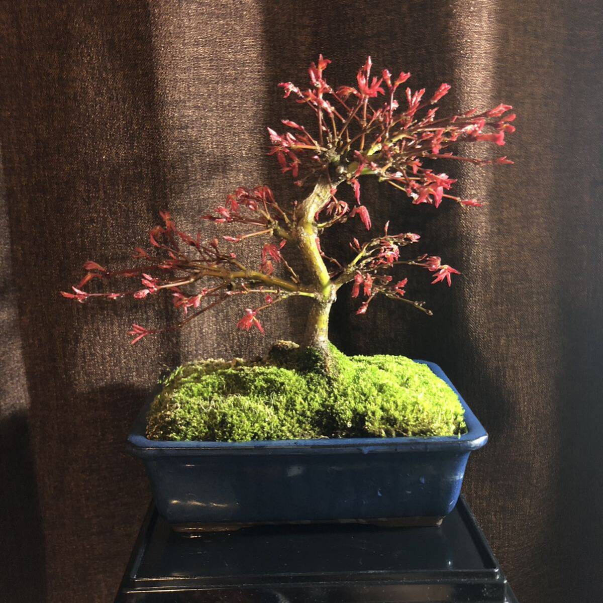  bonsai . thousand bird maple 