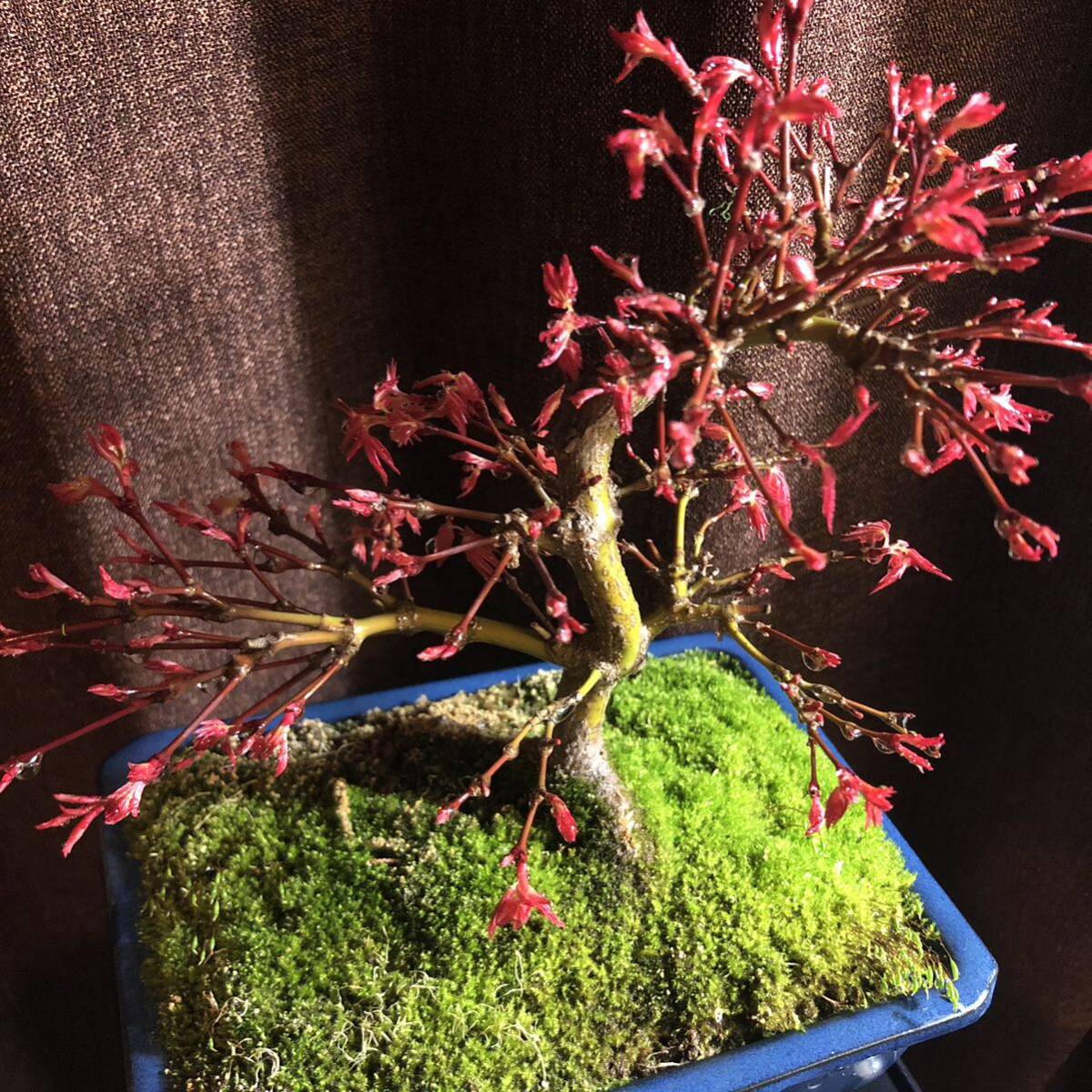  bonsai . thousand bird maple 