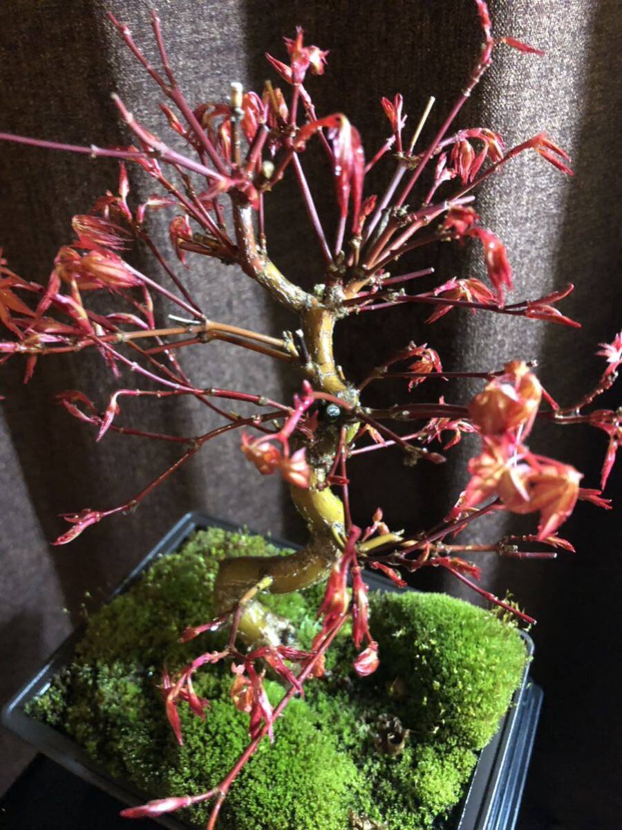  bonsai katsura tree maple 