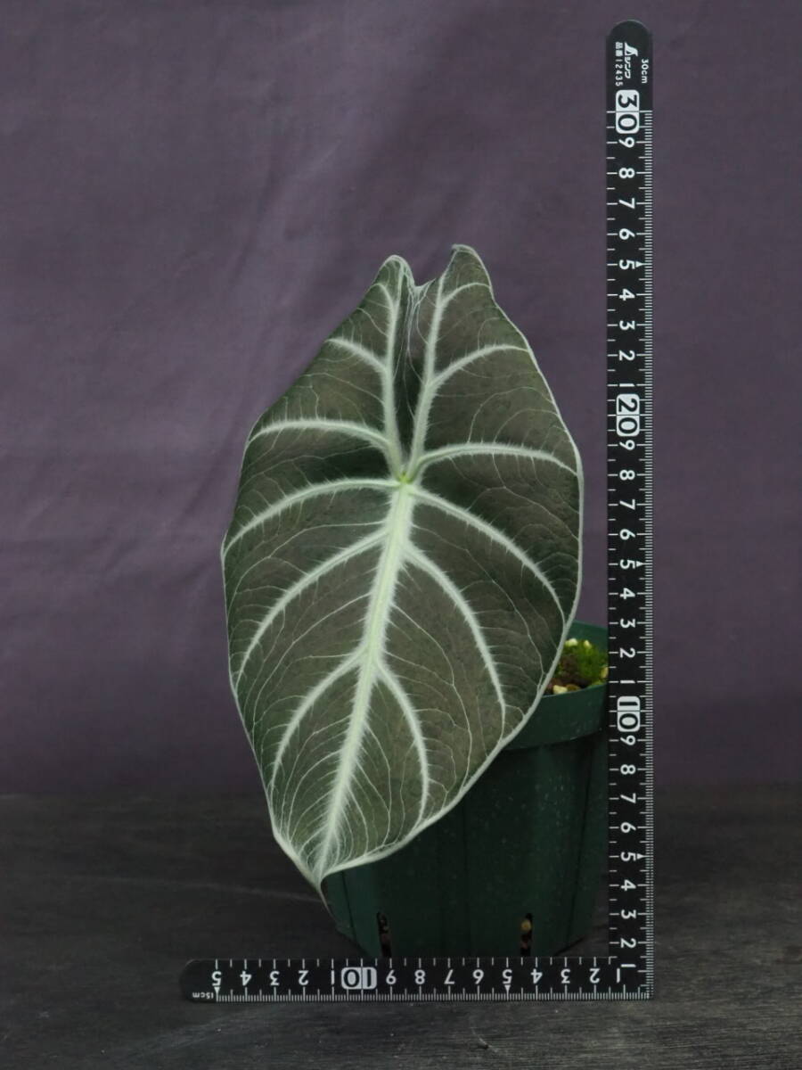 アロカシア 'Mark Campbell' (Alocasia 'Mark Campbell')_画像2