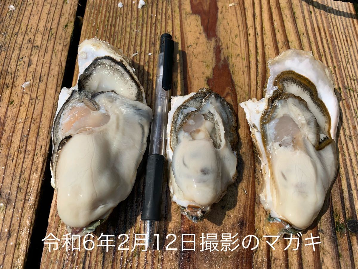 九十九島かき　6キロ（滅菌処理済み）　真牡蠣　殻付き牡蠣（8個〜11個/kg）　_画像3