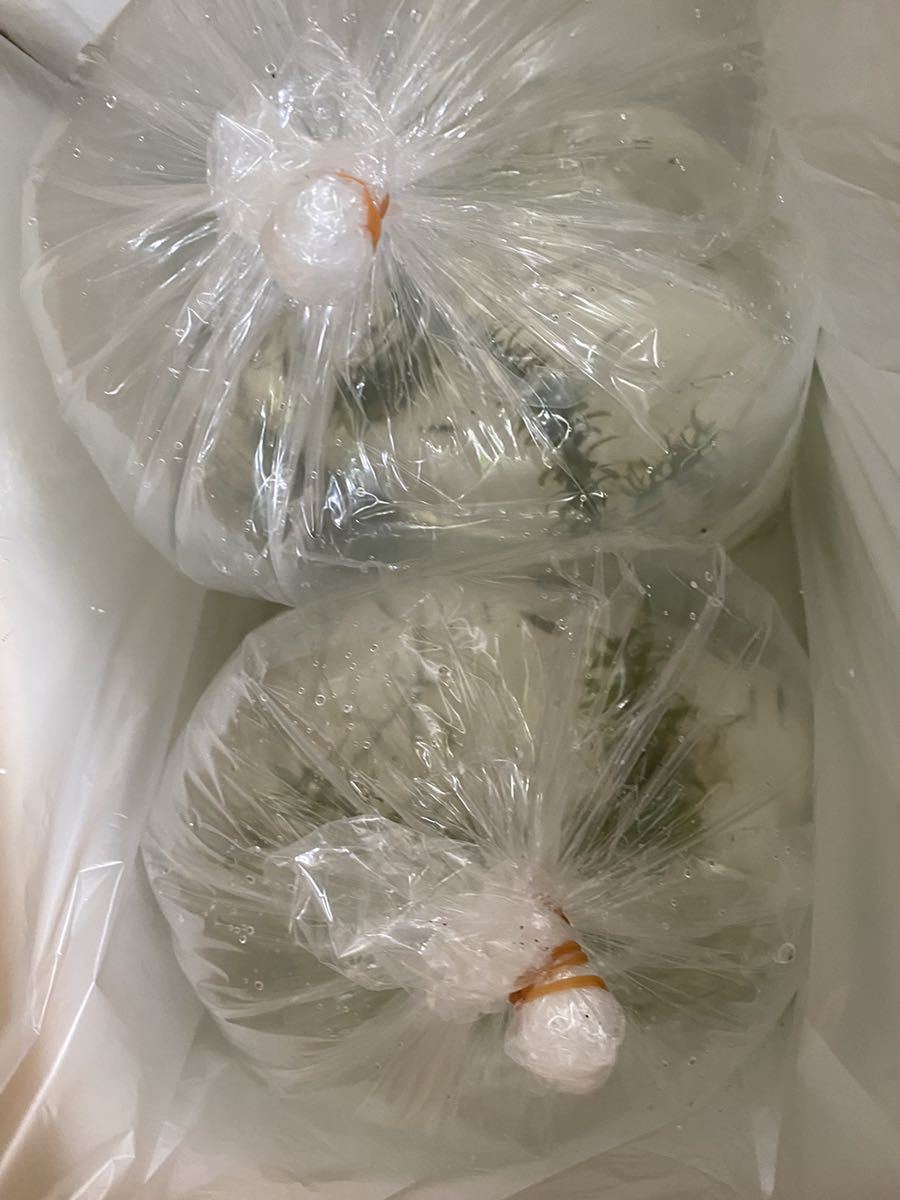 千葉県旭市産 餌用に スジエビ、テナガエビ1〜５センチくらいフリーサイズ 200匹 送料込みの画像4