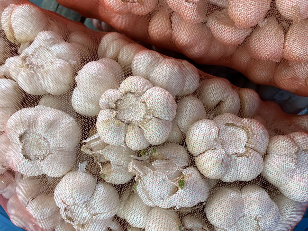 青森県産 にんにく令和５年産 玉 ２Ｌ　８ｋｇ発根発芽あり　　_画像1