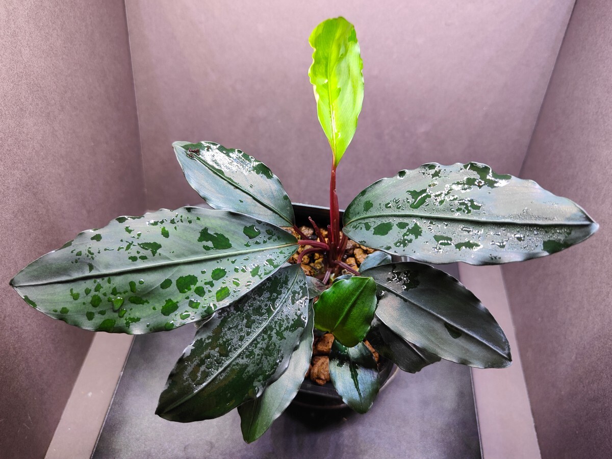 Yahoo!オークション - Bucephalandra cf.Motleyana Serian2010 Yahoo!オークション - Bucephalandra cf.Motleyana Serian2010