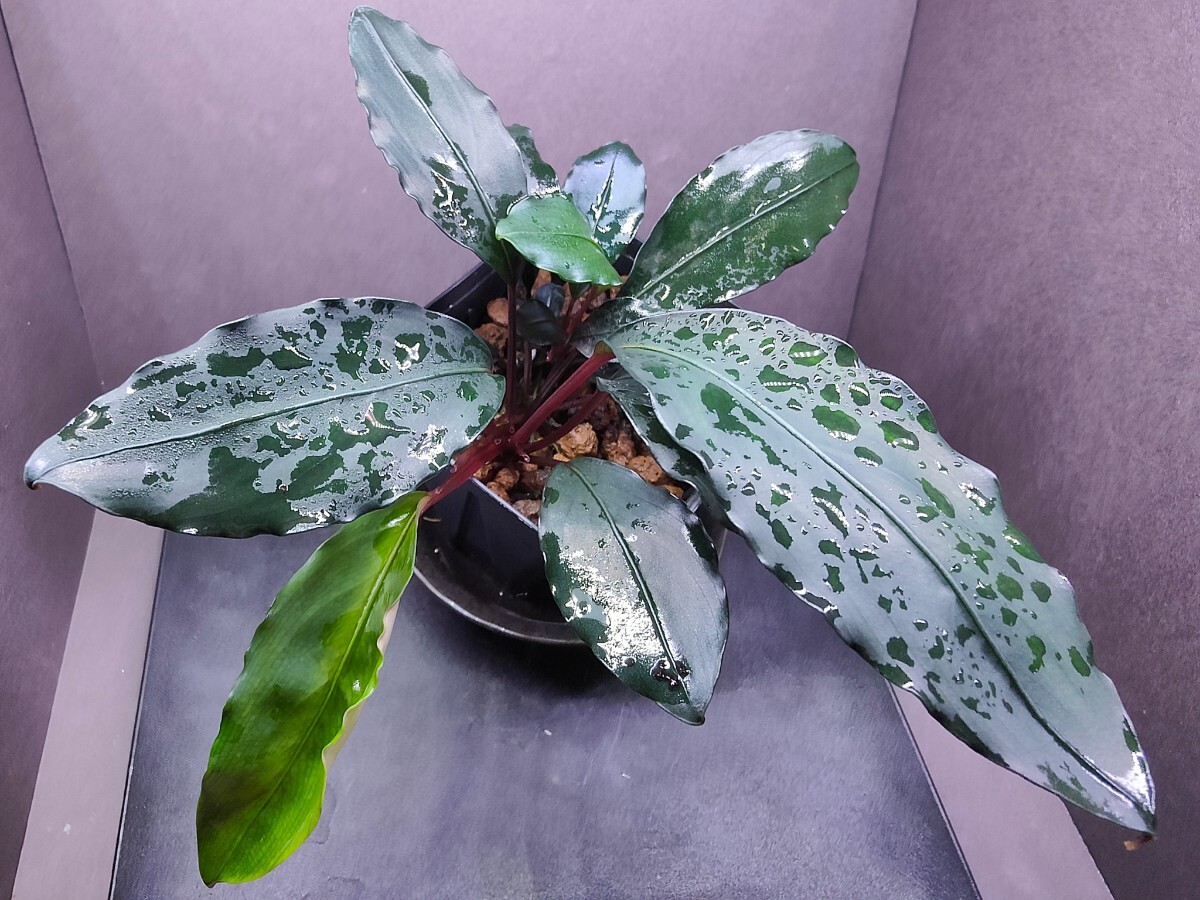 Yahoo!オークション - Bucephalandra cf.Motleyana Serian2010 Yahoo!オークション - Bucephalandra cf.Motleyana Serian2010