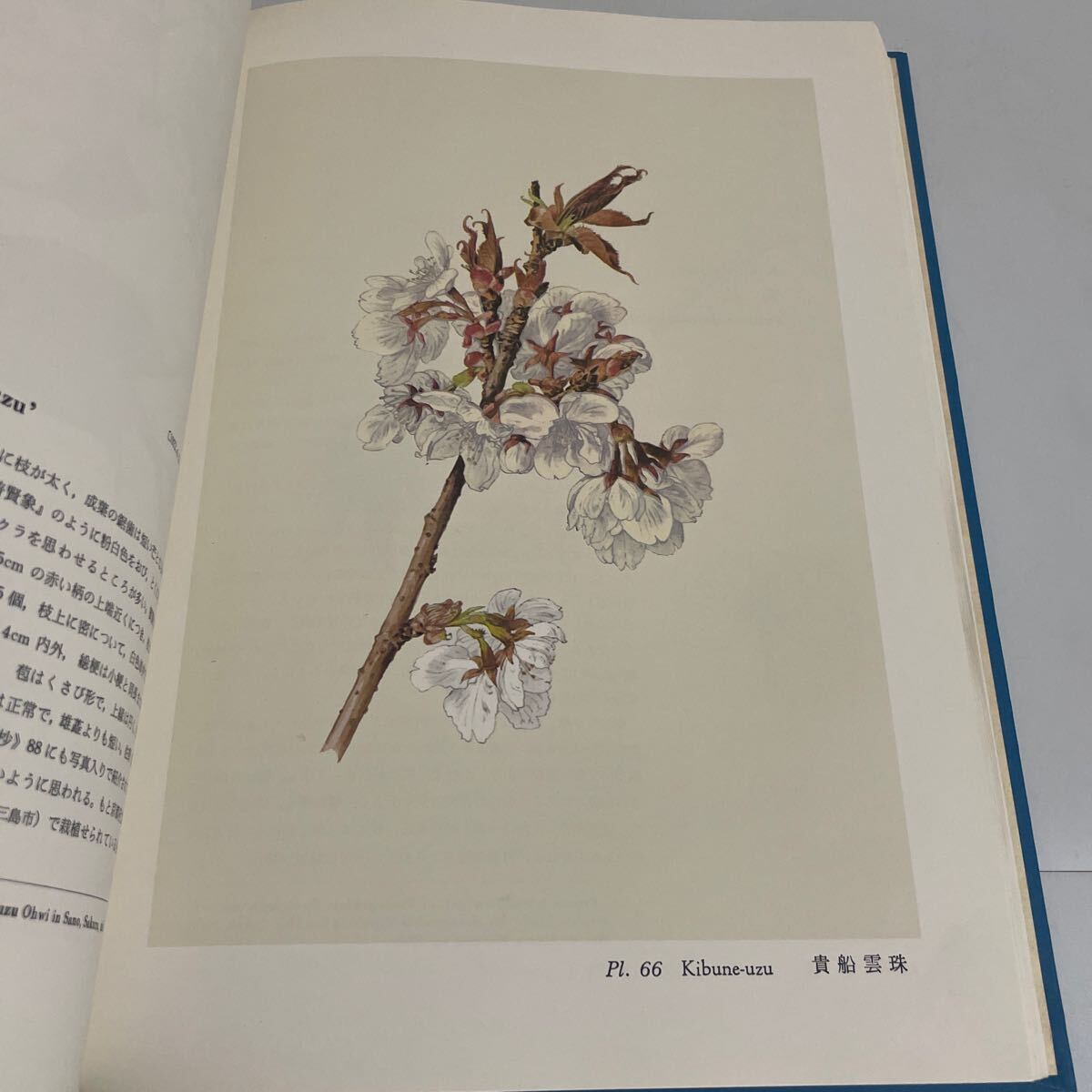 日本桜集 FLOWERING CHERRIES OF JAPAN 太田洋愛 大井次三郎 平凡社 1973年発行 初版 画集 作品集 さくら集 櫻集の画像10