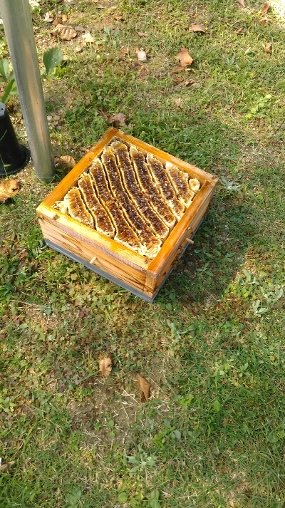 ◆◆　日本蜜蜂の搾りカス約300ｇ　◆◆　日本蜜蜂　蜜蝋　キンリョウヘン　_画像2
